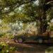 Bagh Tola introduces a new luxury wildlife experience ‘Founders Camp’